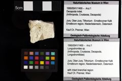 Foto (Objket + Etiketten) von Galatheoidea indet. 